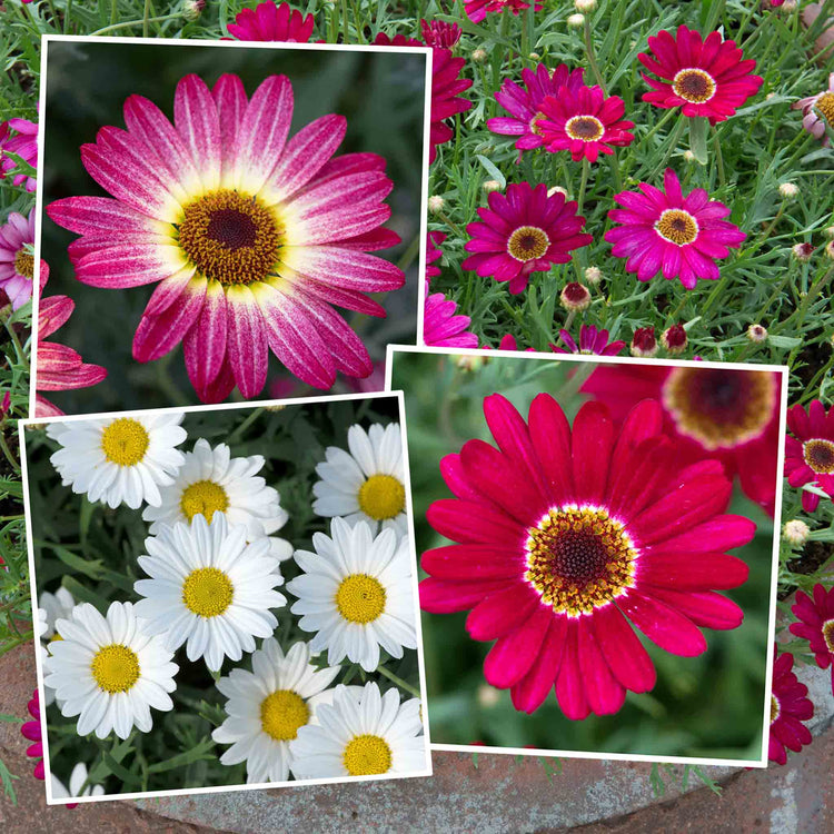 Argyranthemum Plant Collection