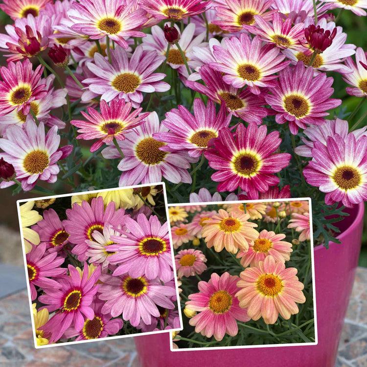 Argyranthemum Plant 'Grandaisy' Collection