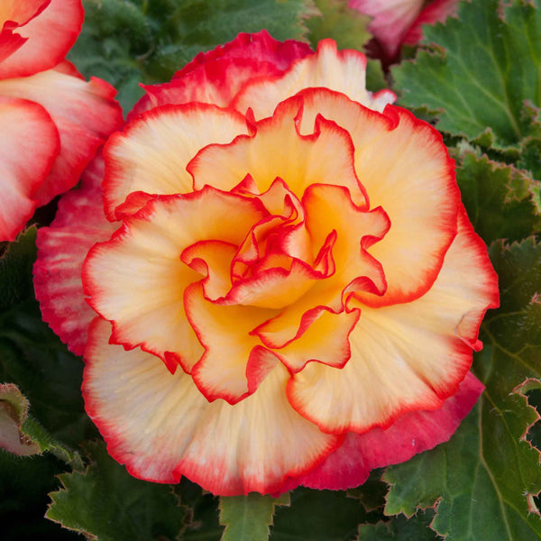 Begonia Plant 'Majestic Sunburst'