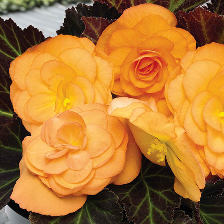 Begonia Plant 'Go Early Bright Orange Bronze Leaf'