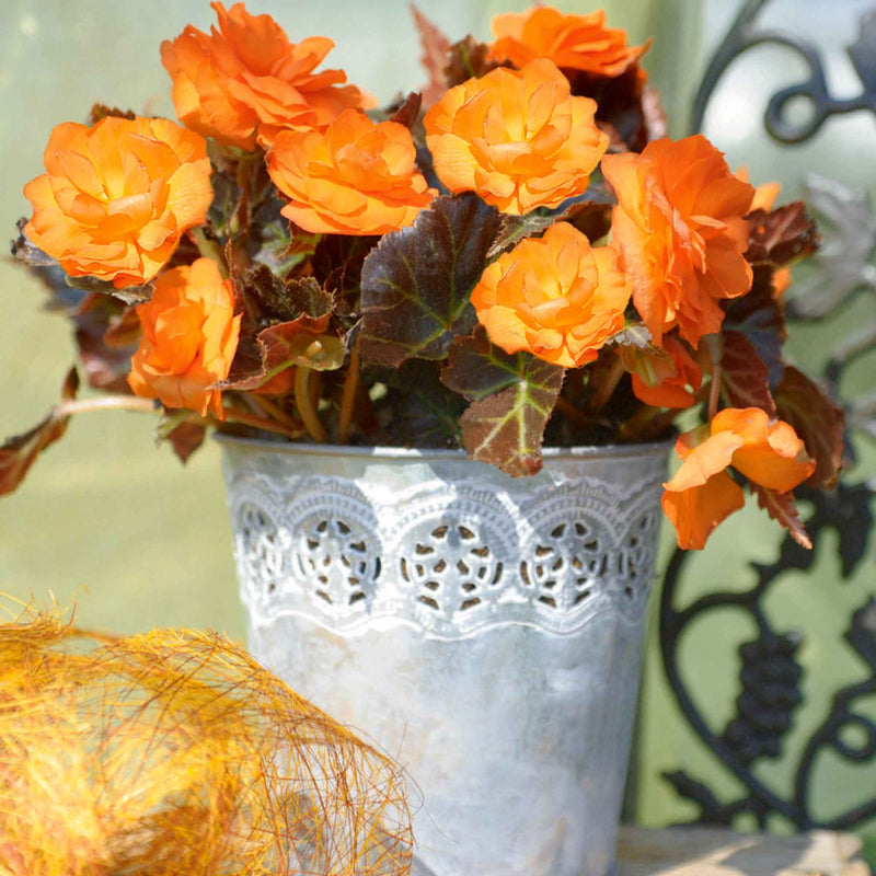 Begonia Plant 'Go Early Bright Orange Bronze Leaf'