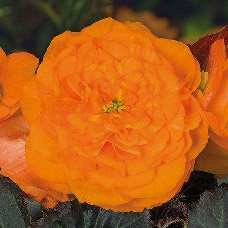 Begonia Plant 'Go Early Bright Orange Bronze Leaf'