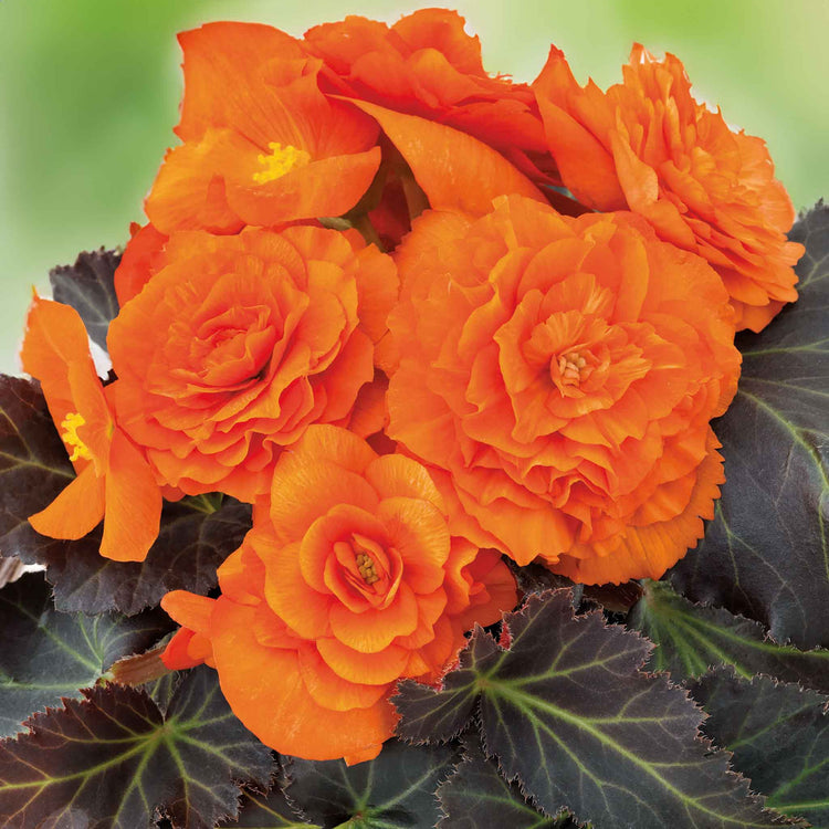 Begonia Plant 'Go Early Bright Orange Bronze Leaf'