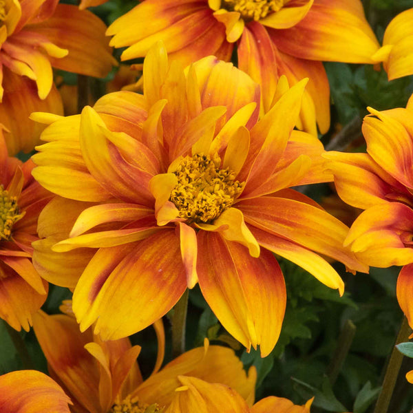 Bidens Plant 'Bee Happy Double Orange'