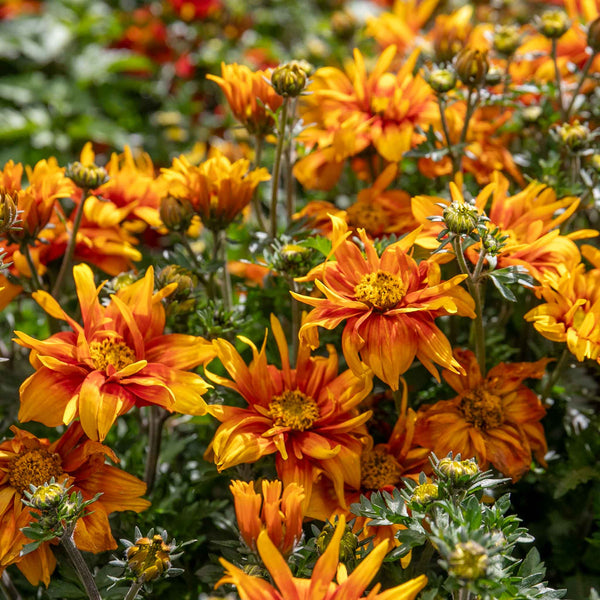 Bidens Plant 'Bee Happy Double Orange'