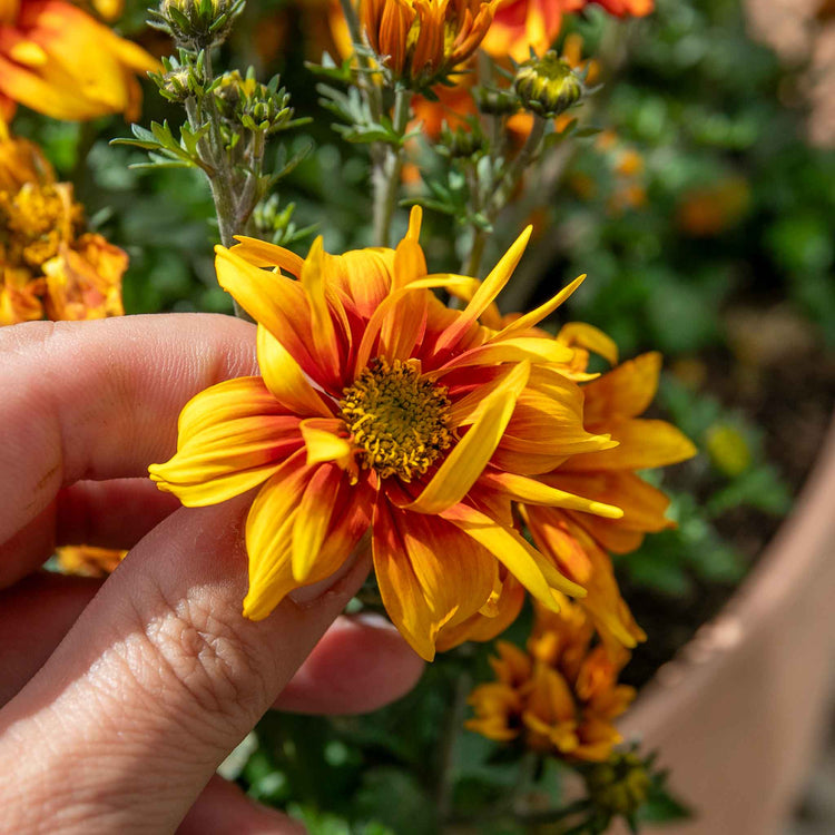 Bidens Plants Collection