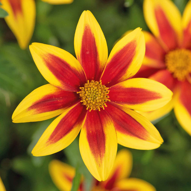 Bidens Plant 'Blazing Star'