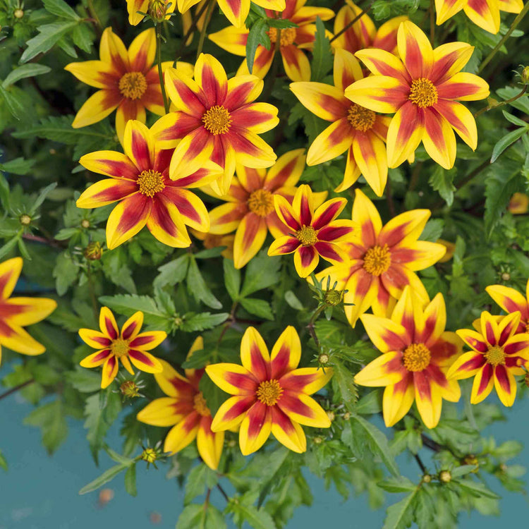 Bidens Plant 'Blazing Star'