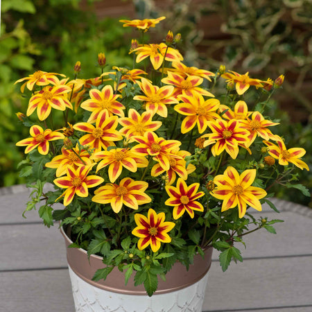 Bidens Plant 'Blazing Star'