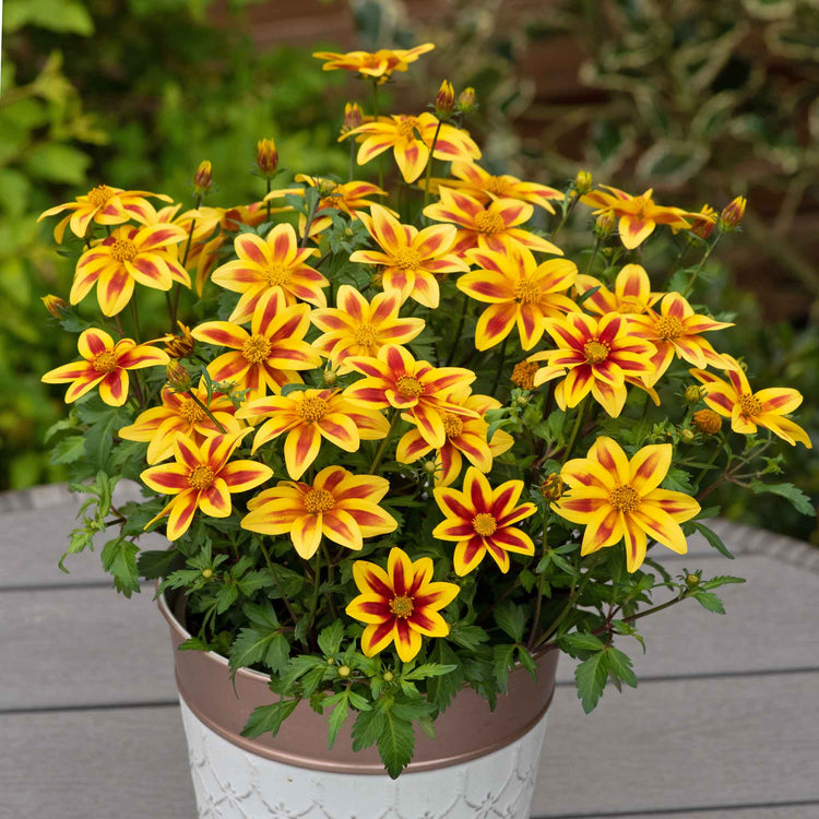 biden flower seeds Bidens Plants Collection