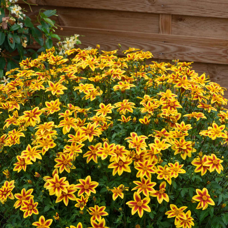 Bidens Plant 'Blazing Star'