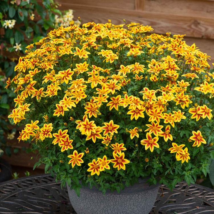 Bidens Plant 'Blazing Star'