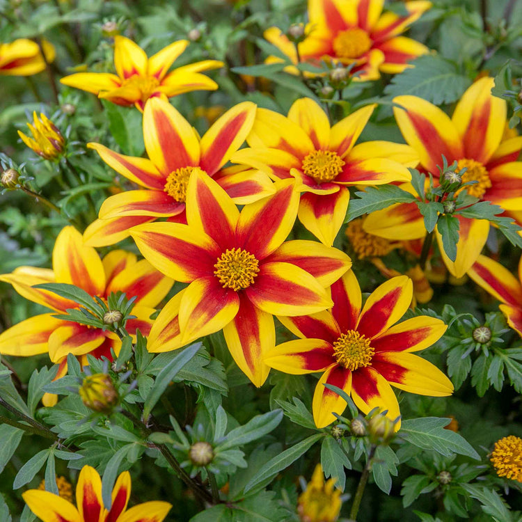 Bidens Plant 'Blazing Star'