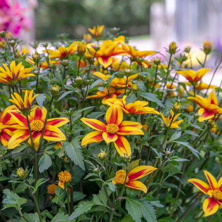 Bidens Plant 'Blazing Star'