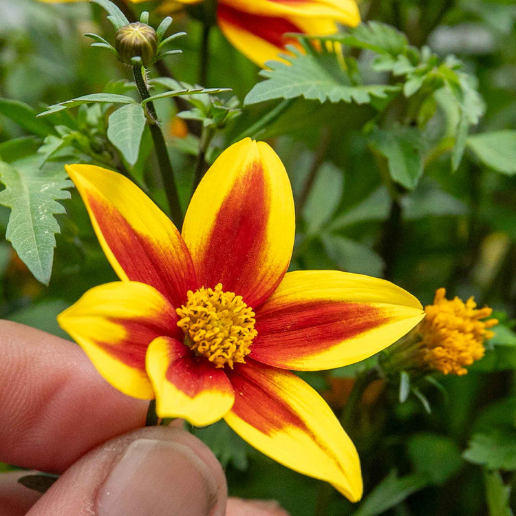 Bidens Plant 'Blazing Star'