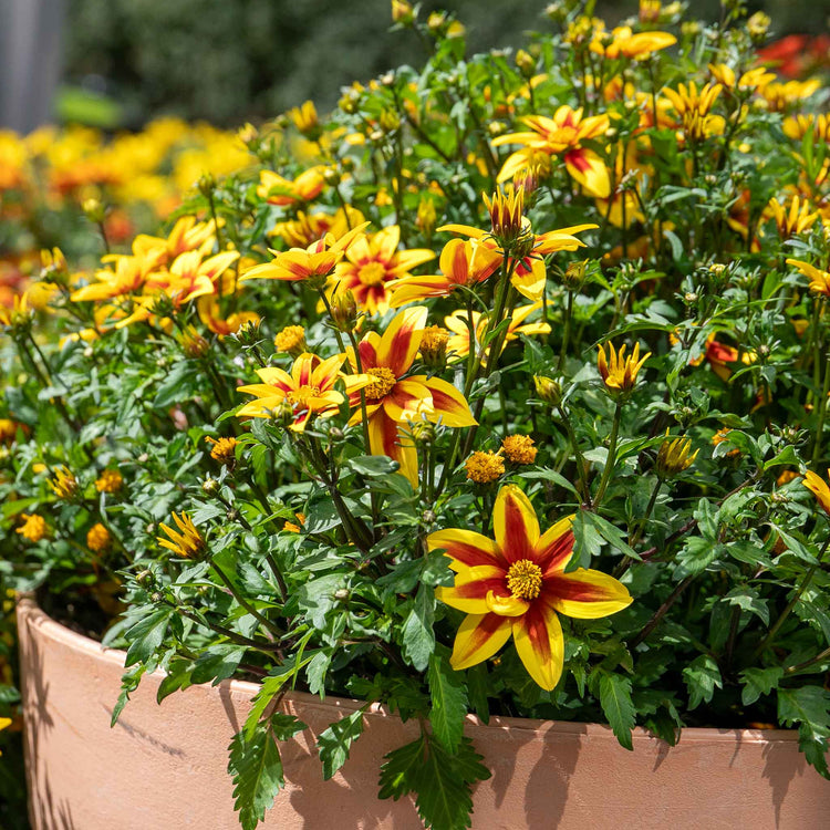 Bidens Plant 'Blazing Star'