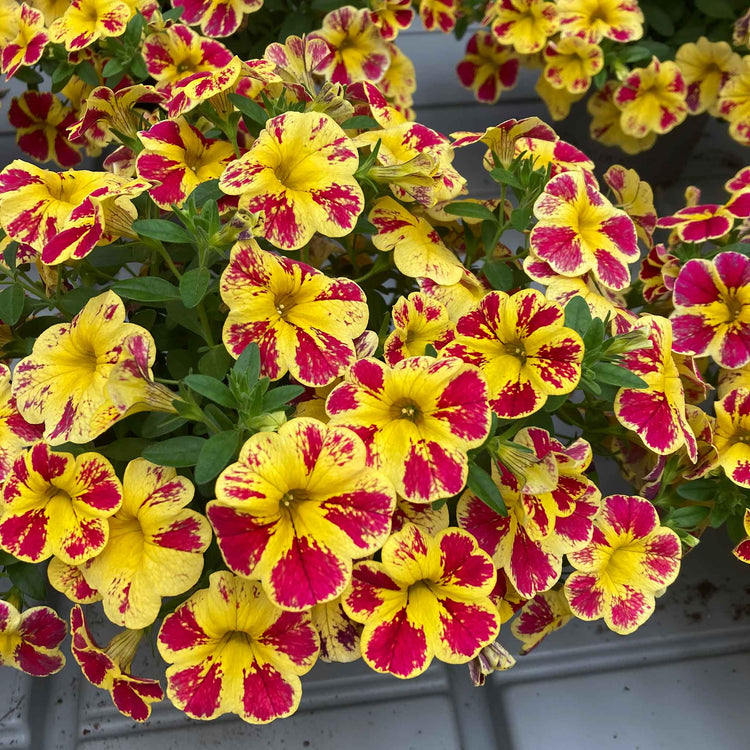 Calibrachoa Plant 'Abstract Lemon Cherry'