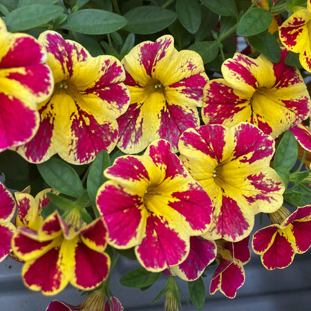 Calibrachoa Plant 'Abstract Lemon Cherry'