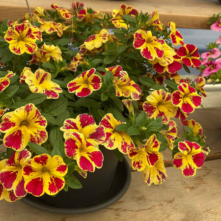 Calibrachoa Plant 'Abstract Lemon Cherry'