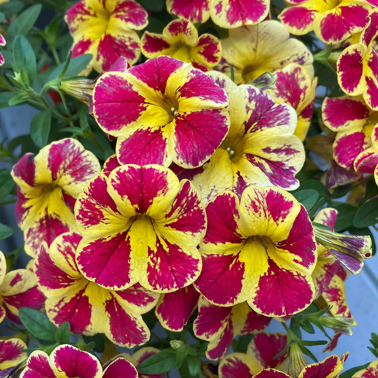 Calibrachoa Plant 'Abstract Lemon Cherry'