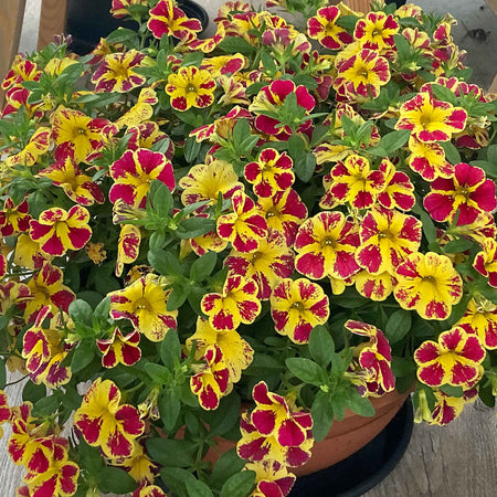 Calibrachoa Plant 'Abstract Lemon Cherry'