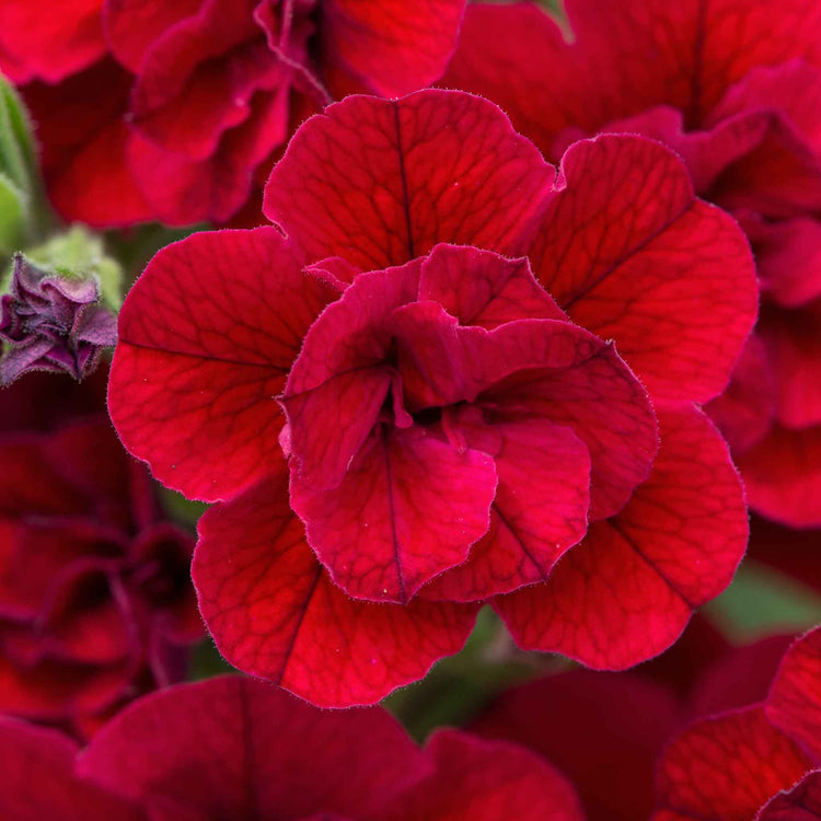 Calibrachoa Plant 'Can Can Double Red Improved'