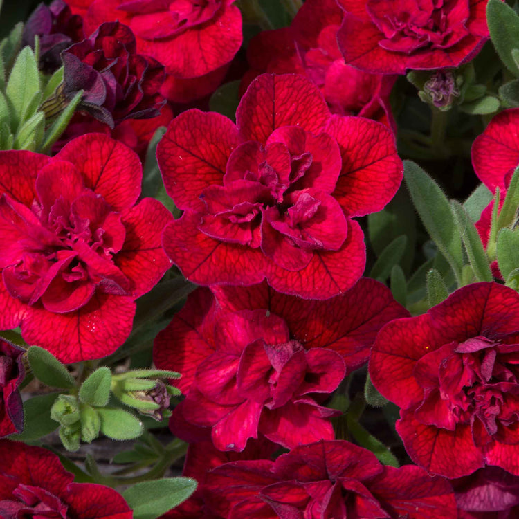 Calibrachoa Plant 'Can Can Double Red Improved'