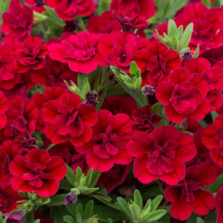 Calibrachoa Plant 'Can Can Double Red Improved'