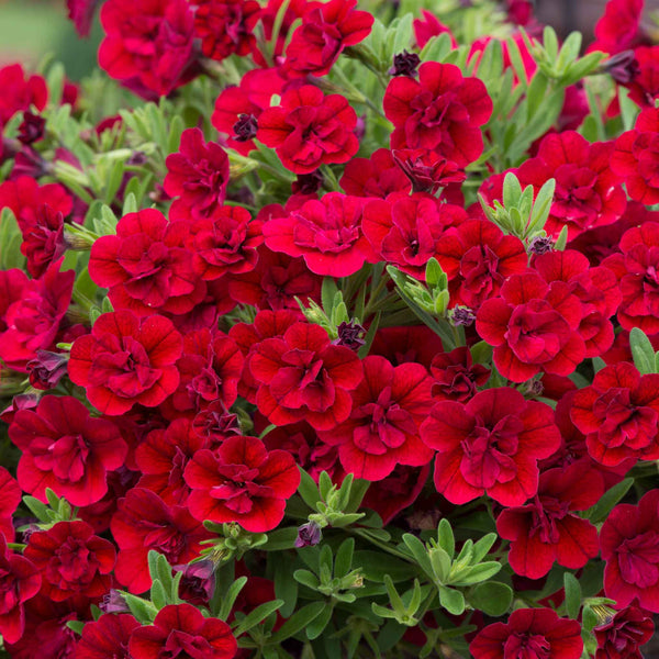 Calibrachoa 'Can Can Double Red Improved'