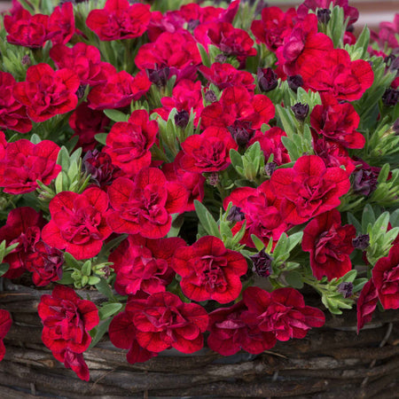 Calibrachoa Plant 'Can Can Double Red Improved'