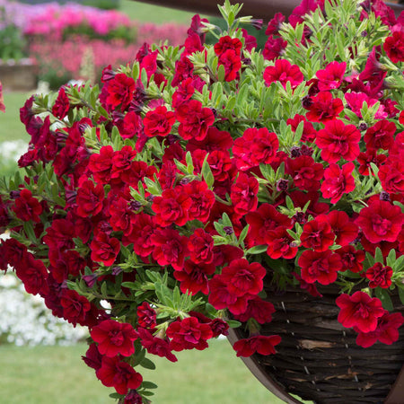 Calibrachoa Plant 'Can Can Double Red Improved'