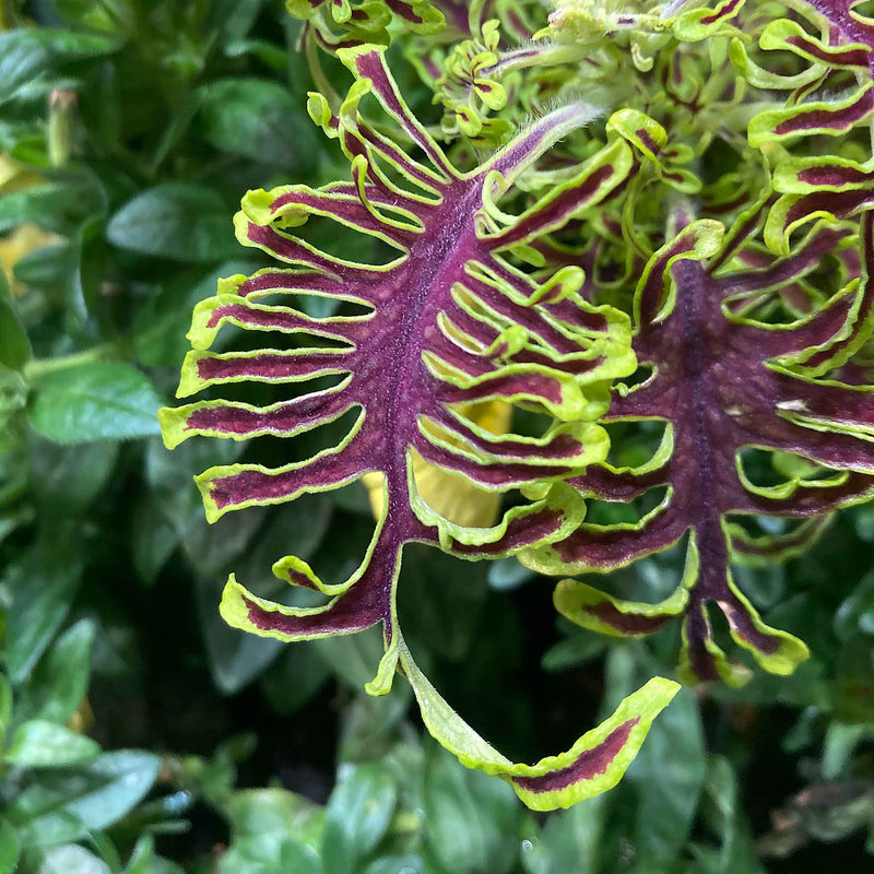 Coleus Plant 'Skeletal'