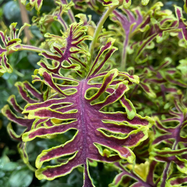 Coleus Plant 'Skeletal'