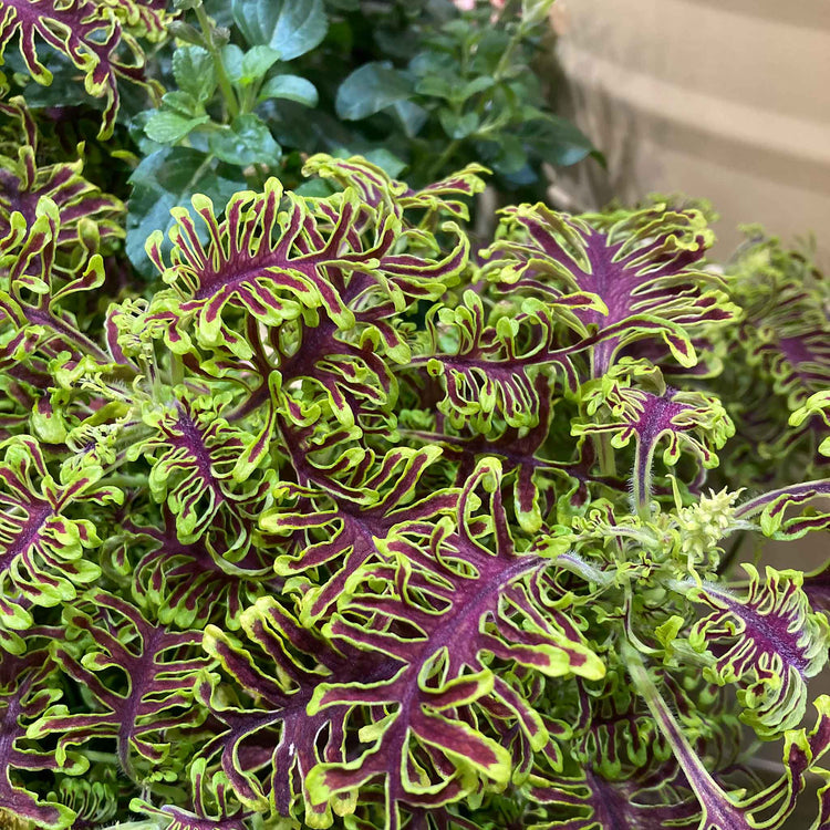 Coleus Plant 'Skeletal'