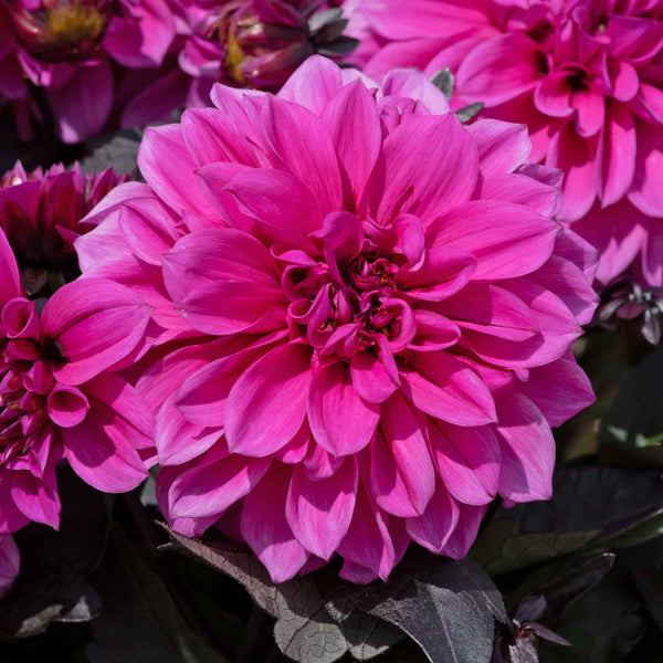 Dahlia Plants 'Gardenetta Lavender'