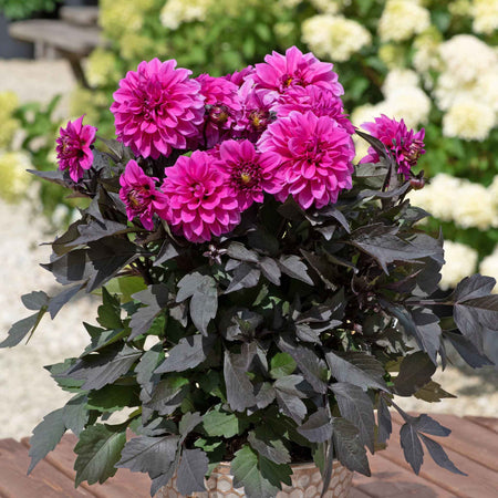 Dahlia Plants 'Gardenetta Lavender'