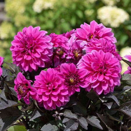 Dahlia Plants 'Gardenetta Lavender'