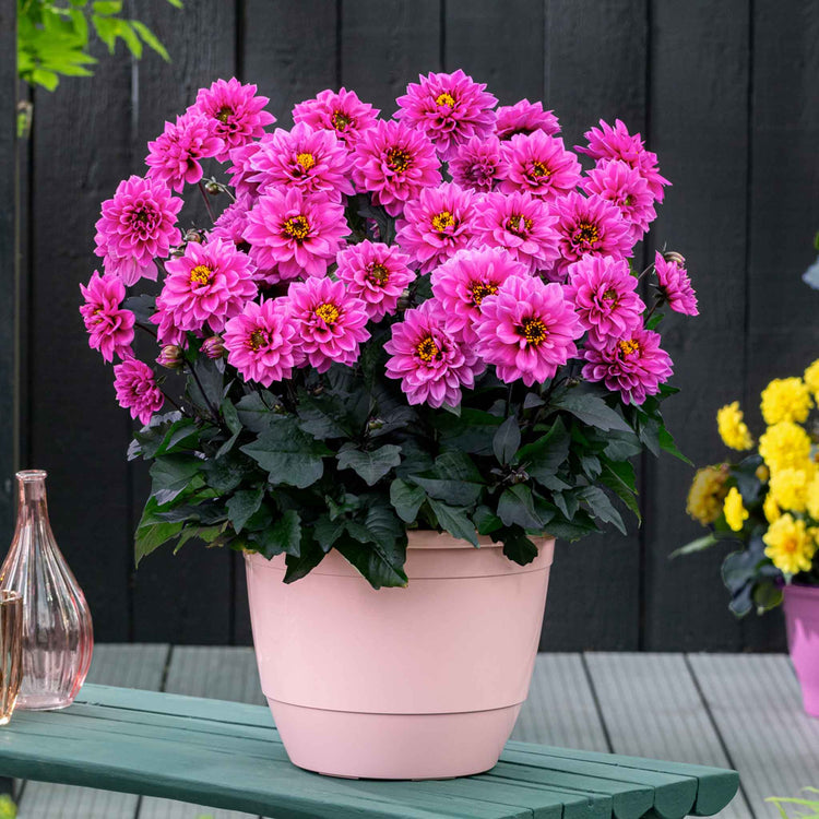 Dahlia Plants 'Gardenetta Lavender'