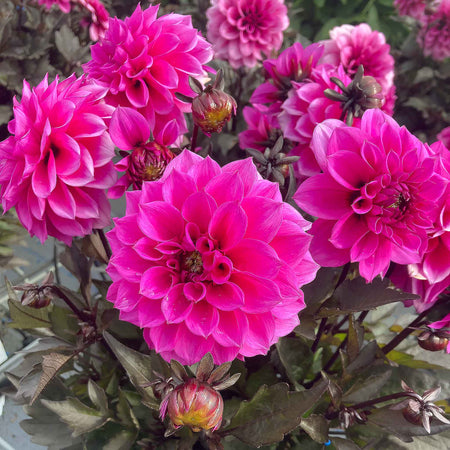 Marshalls Garden Deluxe Dahlia Plants Selection