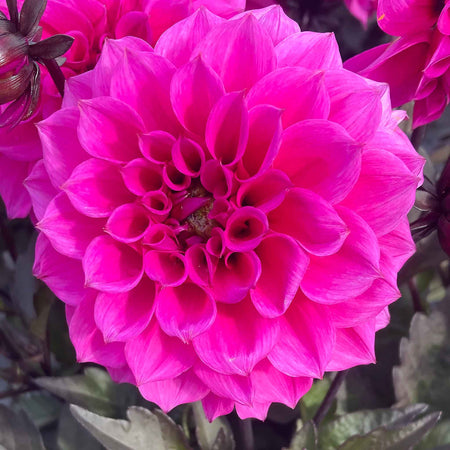 Dahlia Plants 'Gardenetta Lavender'