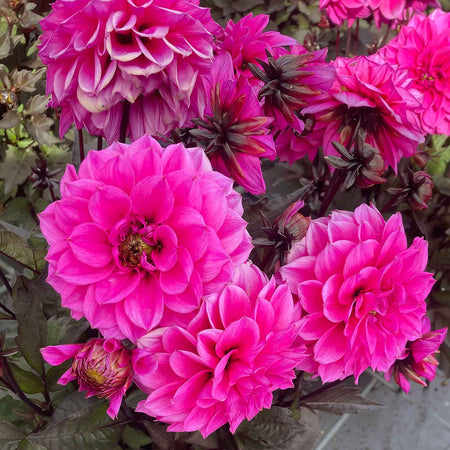 Dahlia Plants 'Gardenetta Lavender'