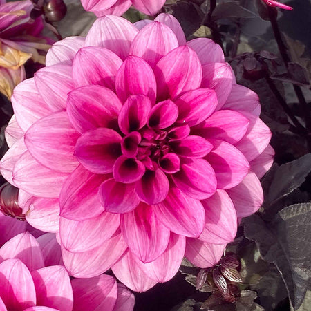 Marshalls Garden Deluxe Dahlia Plants Selection