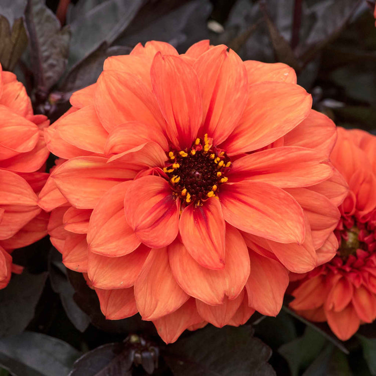 Dahlia Plants 'Gardenetta Orange'