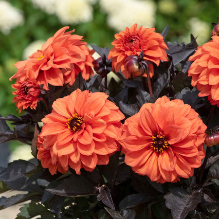 Dahlia Plants 'Gardenetta Orange'