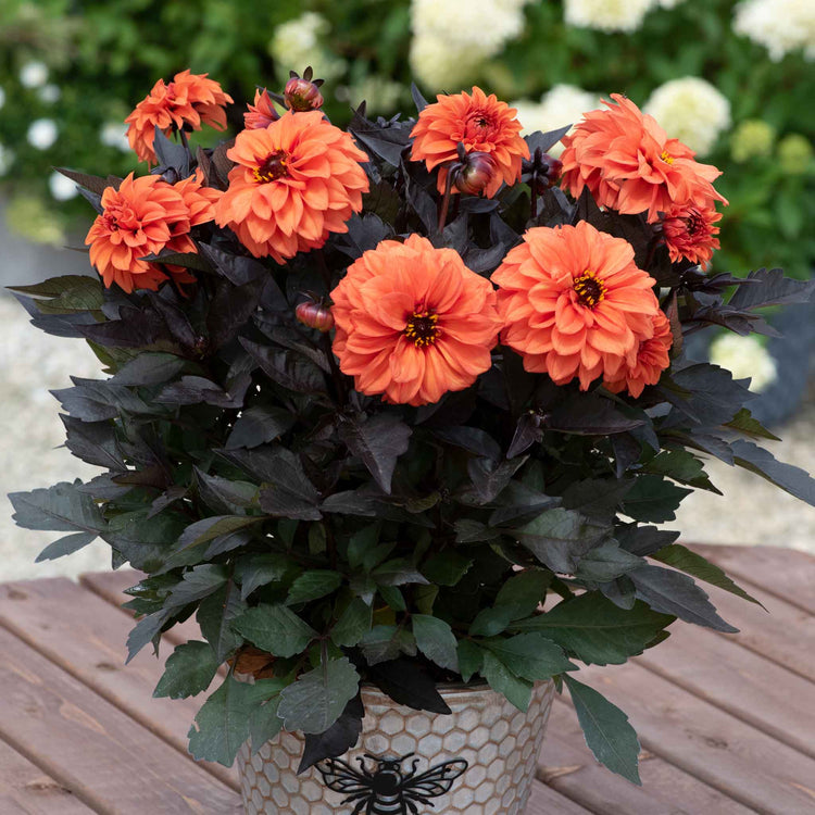 Dahlia Plants 'Gardenetta Orange'