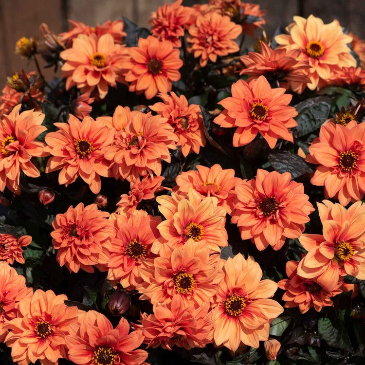 Dahlia Plants 'Gardenetta Orange'