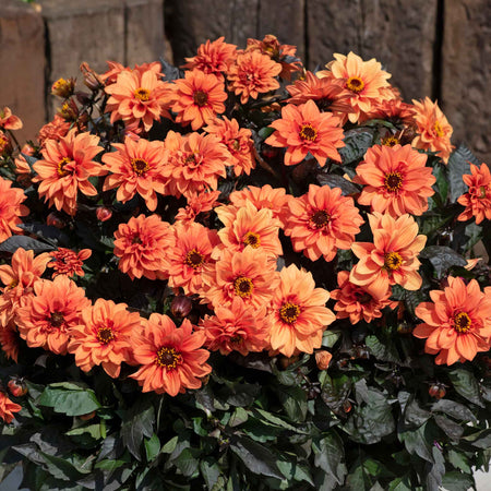 Dahlia Plants 'Gardenetta Orange'