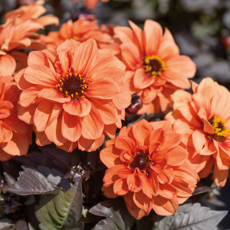 Dahlia Plants 'Gardenetta Orange'