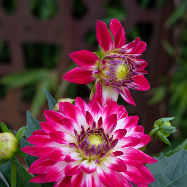 Dahlia Plants 'Dalina Maxi Cherry Blast'