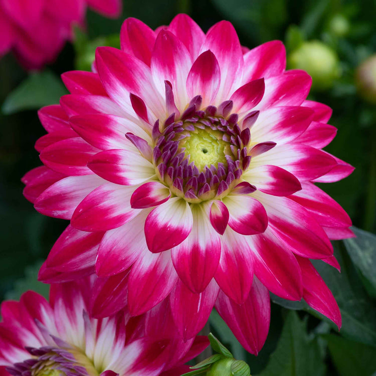 Dahlia Plants 'Dalina Maxi Cherry Blast'